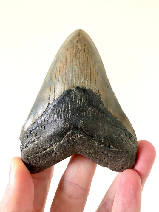 4.10" Megalodon tooth fossil from USA - FossilsAndMore