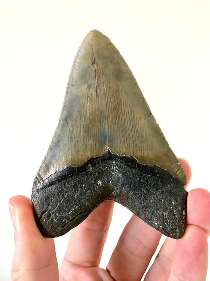 4.10" Megalodon tooth fossil from USA - FossilsAndMore