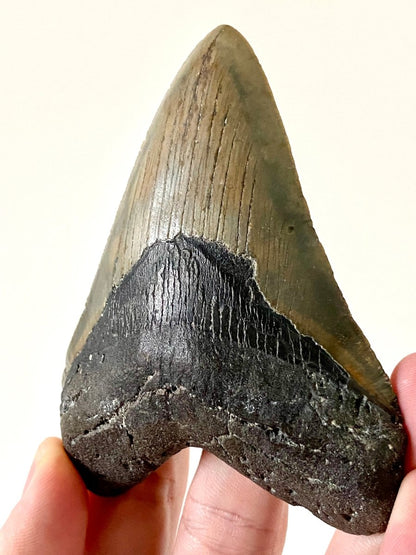 4.10" Megalodon tooth fossil from USA - FossilsAndMore