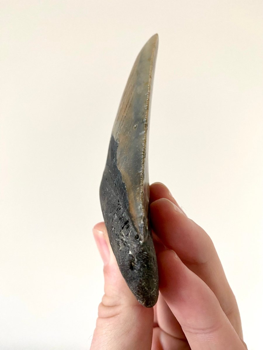 4.10" Megalodon tooth fossil from USA - FossilsAndMore