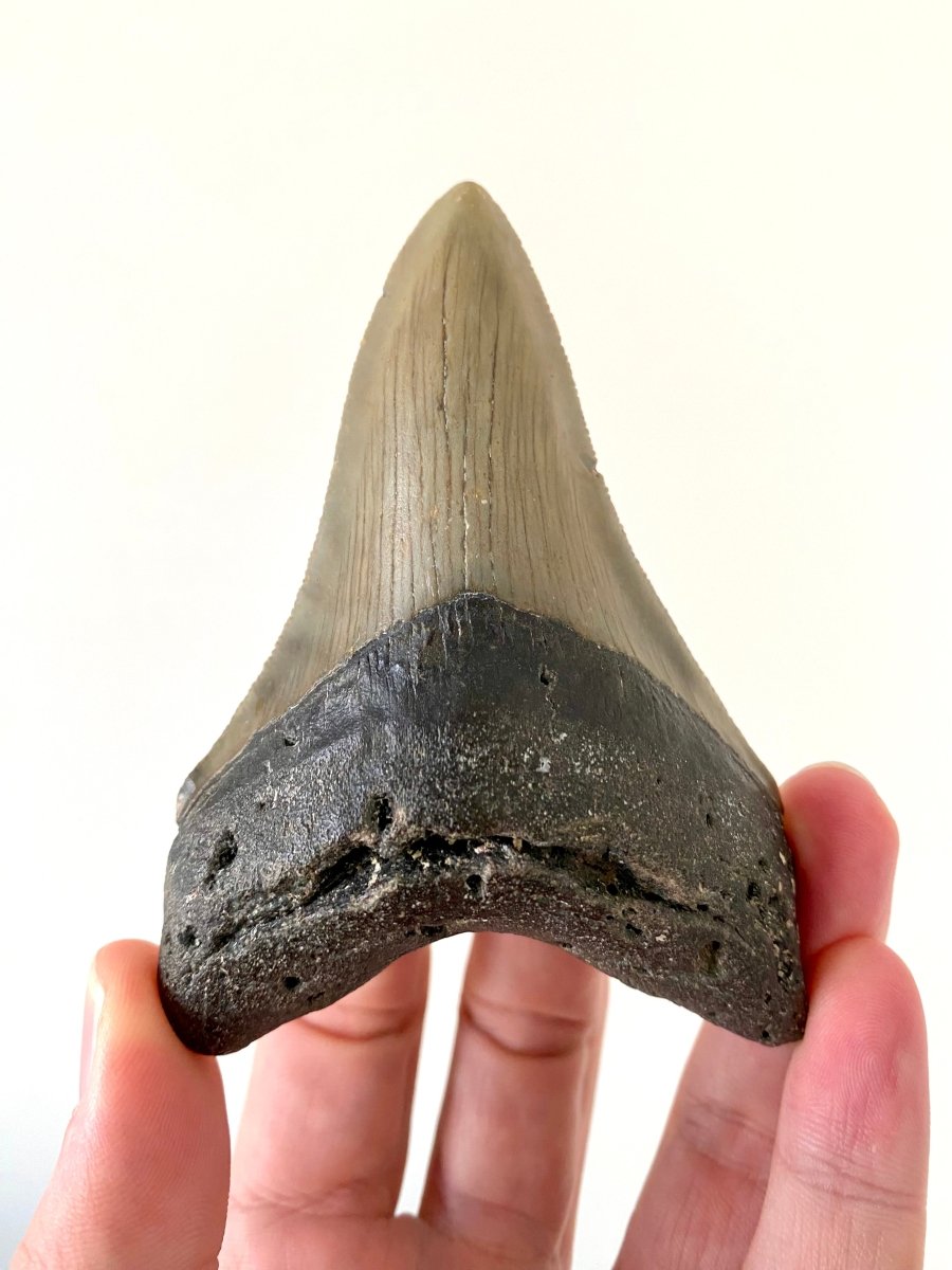 4.12" Megalodon tooth fossil from USA - FossilsAndMore