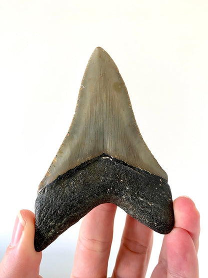 4.12" Megalodon tooth fossil from USA - FossilsAndMore