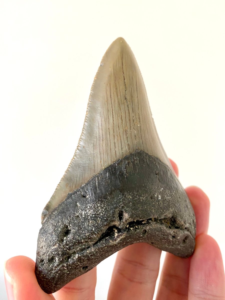 4.12" Megalodon tooth fossil from USA - FossilsAndMore