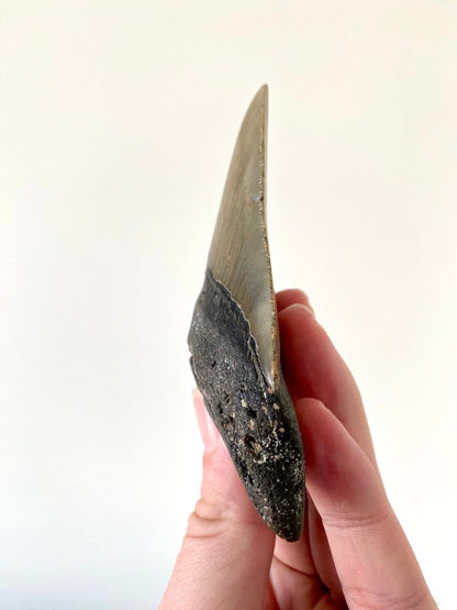 4.12" Megalodon tooth fossil from USA - FossilsAndMore