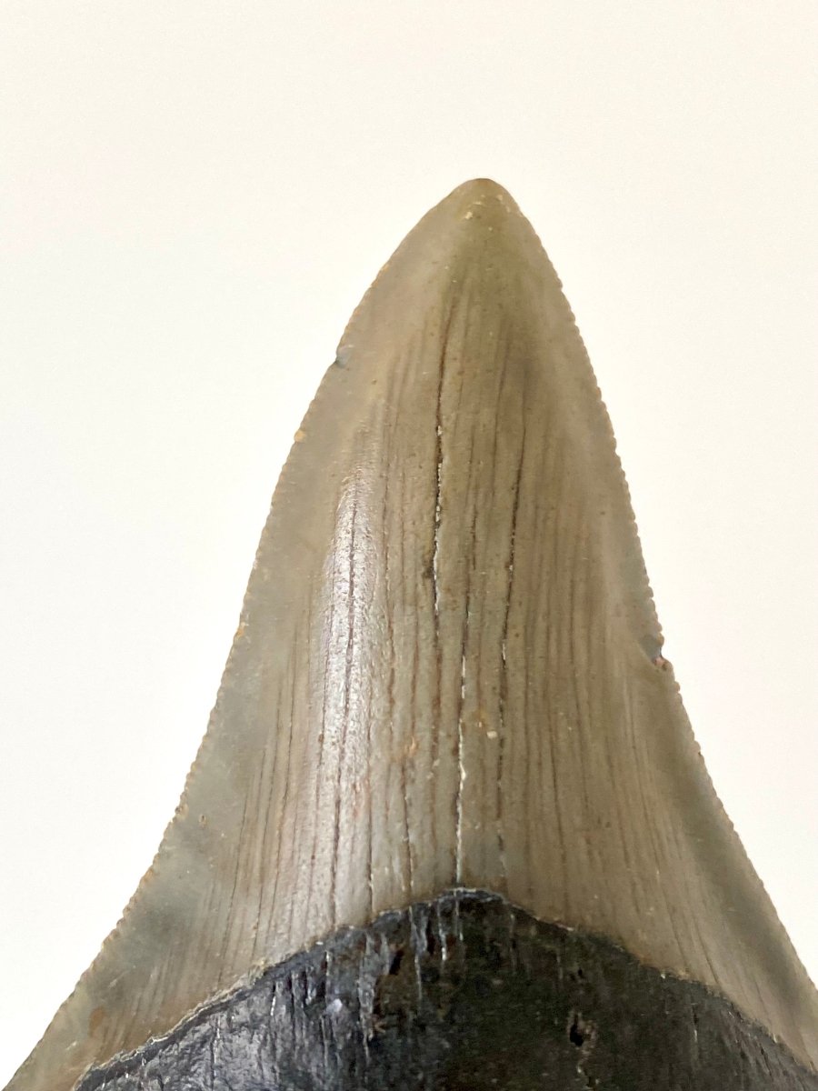 4.12" Megalodon tooth fossil from USA - FossilsAndMore