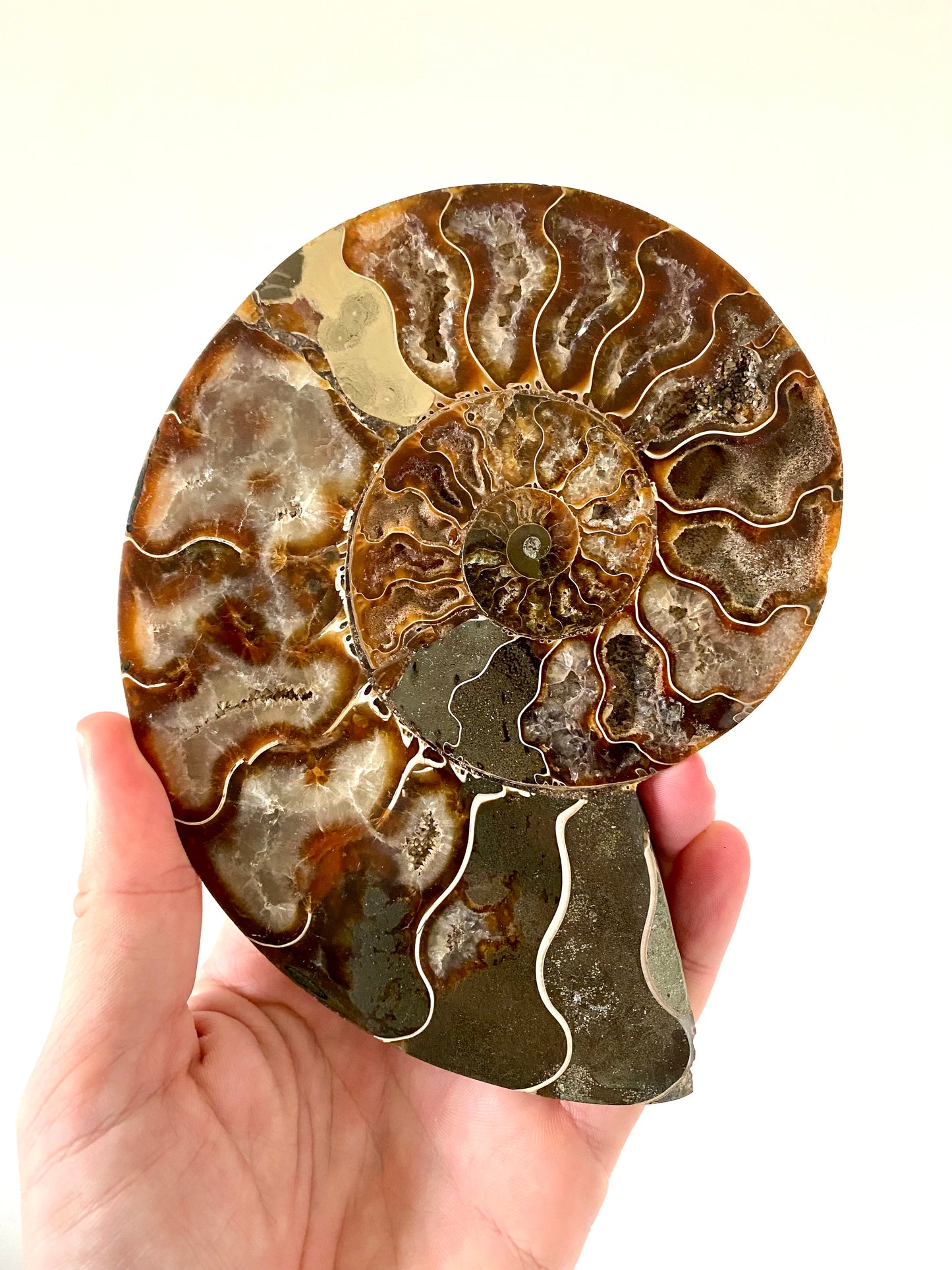 6.49" Ammonite Fossil, Cleoniceras species (2-sides, cut and polished)