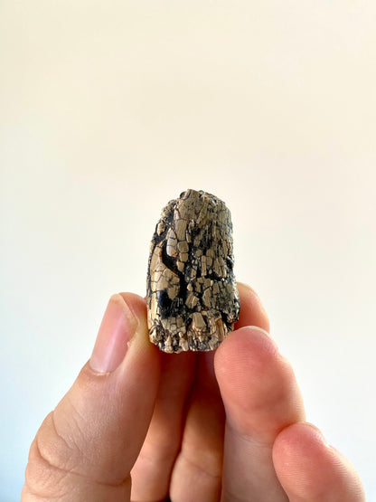 Rare Dinosaur tooth - Afrovenator abakensis, Megalosaurid