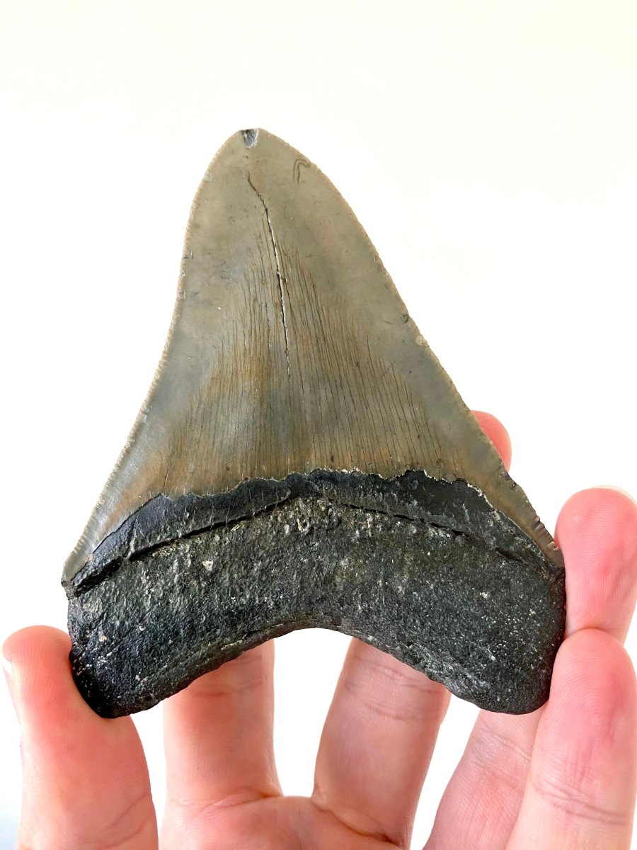 4.18" Megalodon tooth fossil from USA - FossilsAndMore