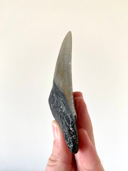 4.18" Megalodon tooth fossil from USA - FossilsAndMore