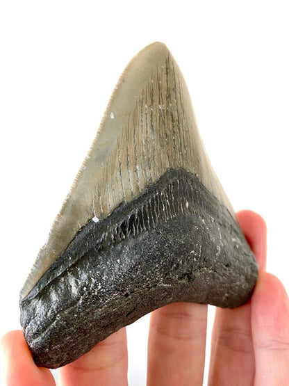 4.18" Megalodon tooth fossil from USA - FossilsAndMore