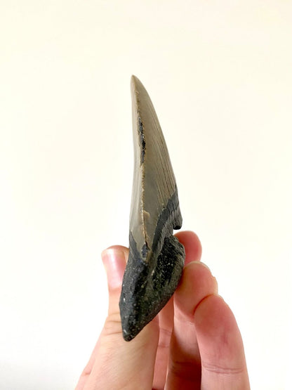 4.18" Megalodon tooth fossil from USA - FossilsAndMore