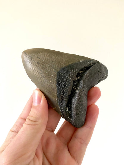 4.18" Megalodon tooth fossil from USA - FossilsAndMore