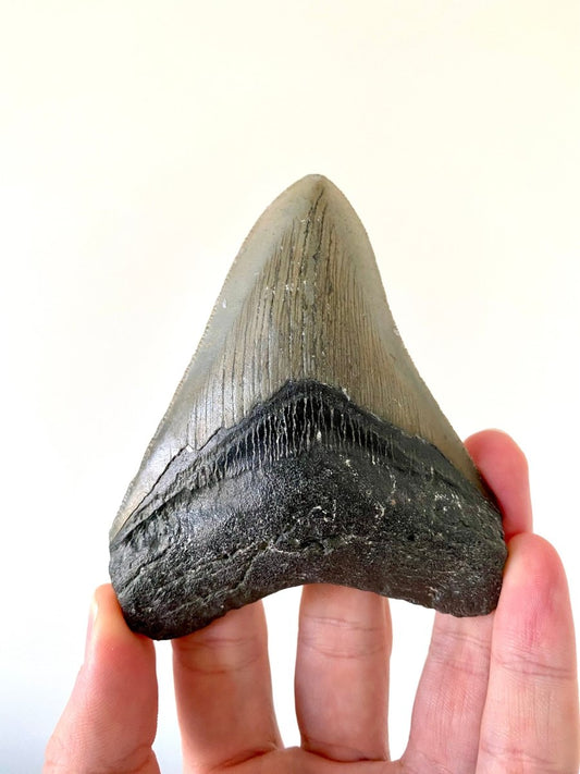 4.18" Megalodon tooth fossil from USA - FossilsAndMore