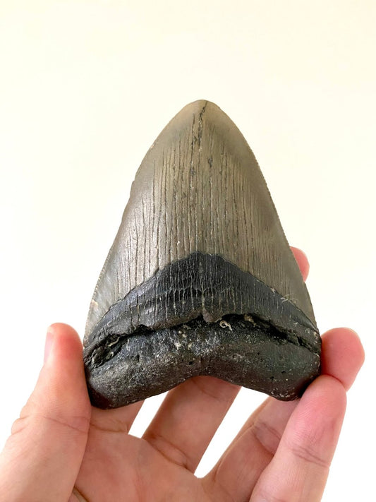 4.18" Megalodon tooth fossil from USA - FossilsAndMore