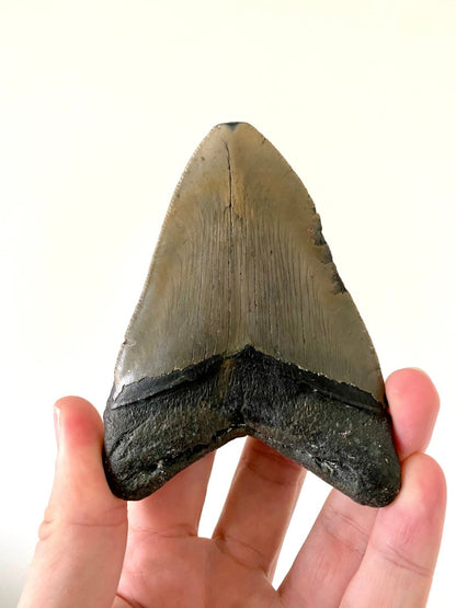 4.18" Megalodon tooth fossil from USA - FossilsAndMore