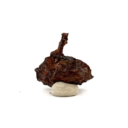 Authentic raw Sericho Pallasite Meteorite Fragment from Kenya (0.99")