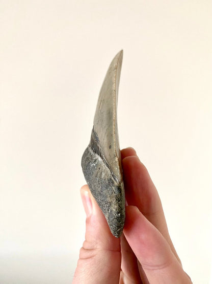 4.22" Megalodon tooth fossil from USA - FossilsAndMore