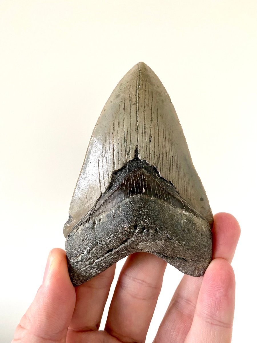 4.22" Megalodon tooth fossil from USA - FossilsAndMore