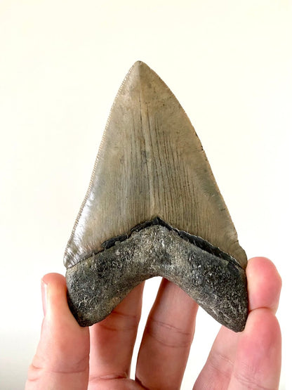 4.22" Megalodon tooth fossil from USA - FossilsAndMore