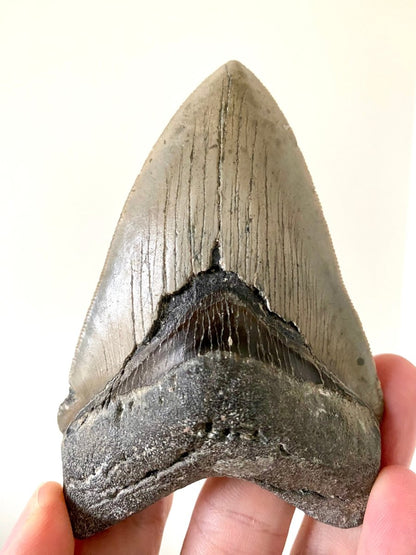 4.22" Megalodon tooth fossil from USA - FossilsAndMore