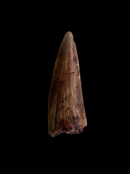 Redondasaurus, Phytosaur fossils tooth  from Late Triassic, USA | 0.60"