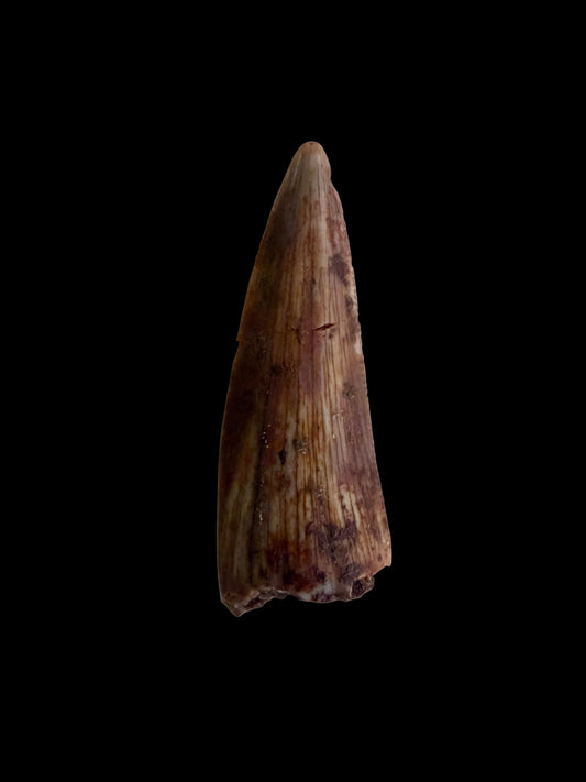Redondasaurus, Phytosaur fossils tooth  from Late Triassic, USA | 0.60"