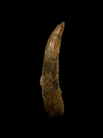 Pterosaur fossil tooth from Morocco | 0.94"