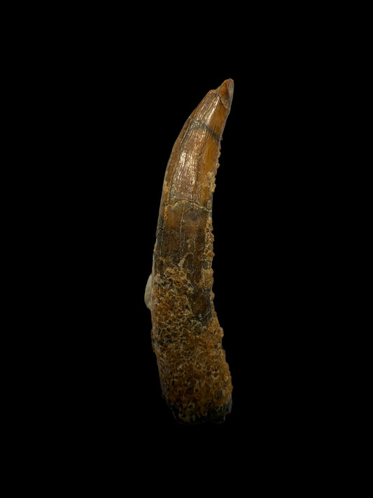 Pterosaur fossil tooth from Morocco | 0.94"