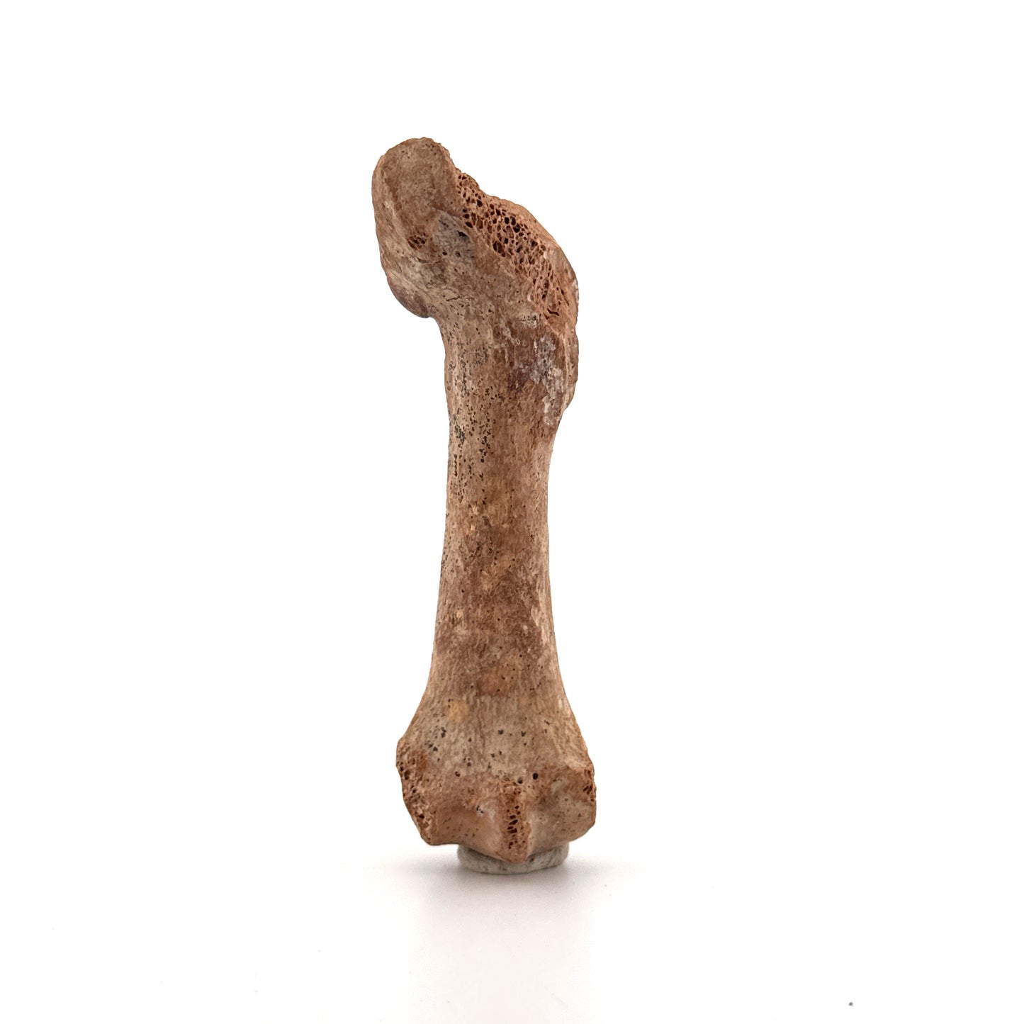Cave Bear (Ursus spelaeus) Metacarpal Fossil (3.59"), Pleistocene, Romania