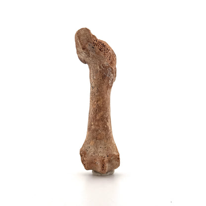 Cave Bear (Ursus spelaeus) Metacarpal Fossil (3.59"), Pleistocene, Romania