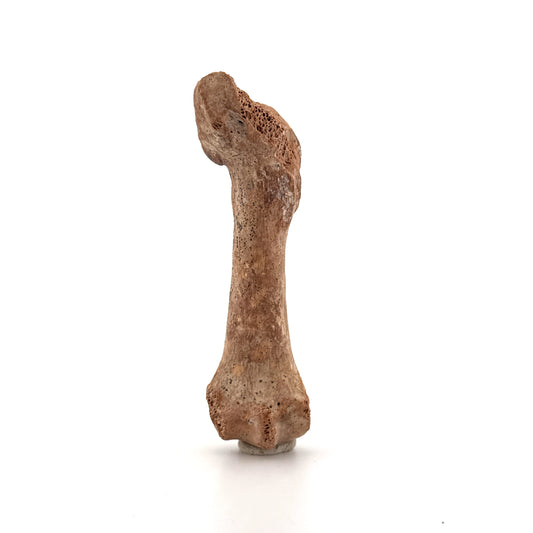 Cave Bear (Ursus spelaeus) Metacarpal Fossil (3.59"), Pleistocene, Romania
