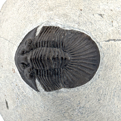 Scutellum sp. Trilobite on Matrix from Devonian, Morocco (1.45")