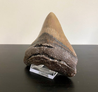 4.36" Megalodon tooth fossil from USA - FossilsAndMore