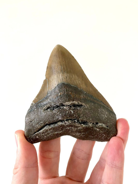 4.36" Megalodon tooth fossil from USA - FossilsAndMore