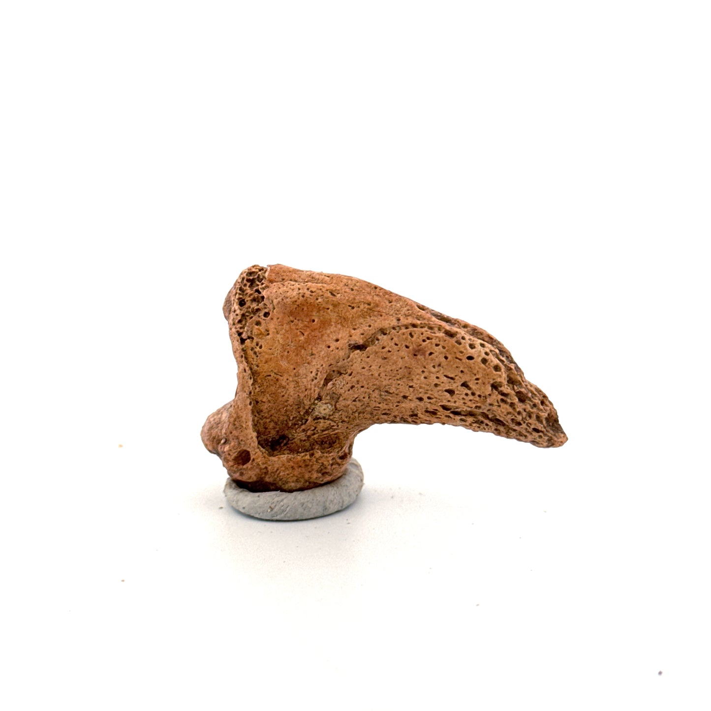 Cave Bear Claw (Ursus spelaeus), Distal phalanx Fossil (1.78") from Pleistocene, Romania