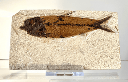 4.40 Knightia Eoceana Fossil fish, Green River Formation - FossilsAndMore