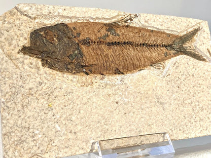 4.40 Knightia Eoceana Fossil fish, Green River Formation - FossilsAndMore