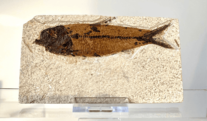 4.40 Knightia Eoceana Fossil fish, Green River Formation - FossilsAndMore