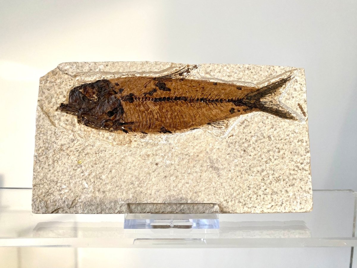 4.40 Knightia Eoceana Fossil fish, Green River Formation - FossilsAndMore