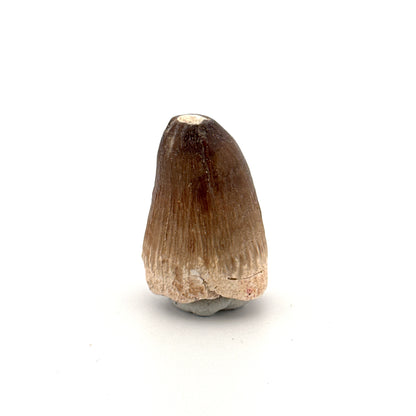 Maroccosuchus zennaroi Fossil tooth (1.22") from Morocco