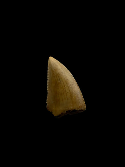 Majungasaurus Dinosaurus Tand uit het Laat-Krijt, Madagaskar (0.70")