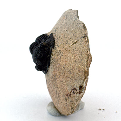 Gerastos granulosus Devonian Trilobite Fossil from, Morocco (A012)