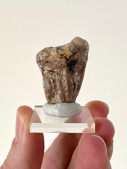 Cave Bear Molar (Austria)