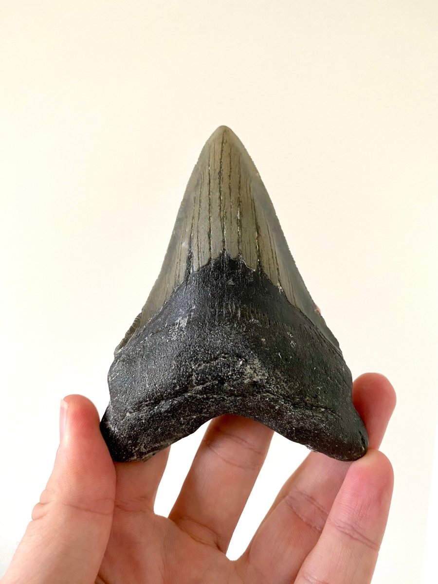 4.55" Megalodon tooth fossil from USA - FossilsAndMore