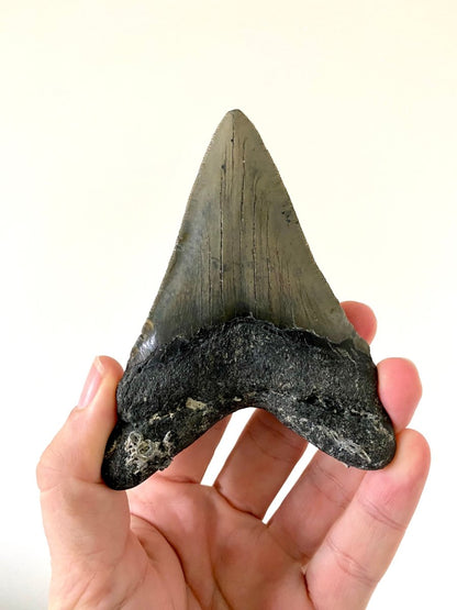 4.55" Megalodon tooth fossil from USA - FossilsAndMore