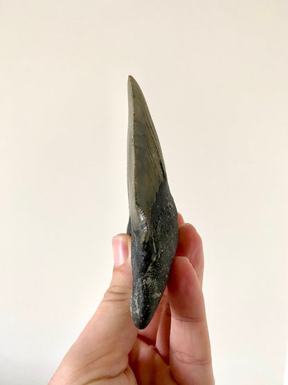 4.55" Megalodon tooth fossil from USA - FossilsAndMore