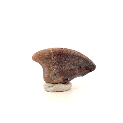 Partial Theropod Dinosaur Claw from Niger (1.18")