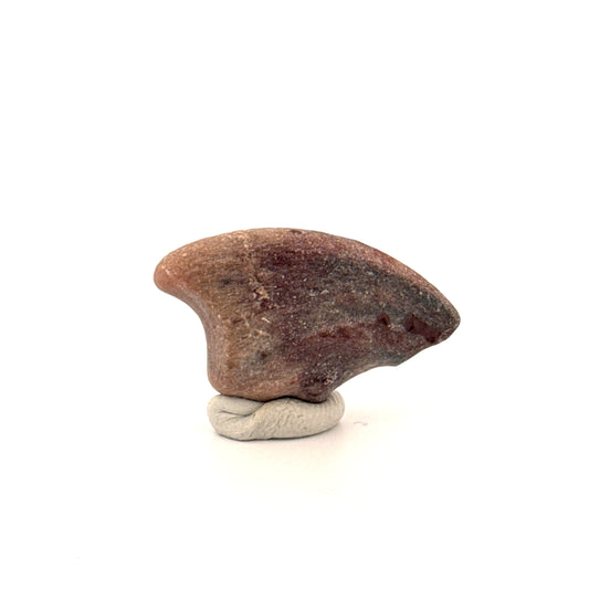 Partial Theropod Dinosaur Claw from Niger (1.18")