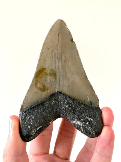 4.58" Megalodon tooth fossil from USA - FossilsAndMore