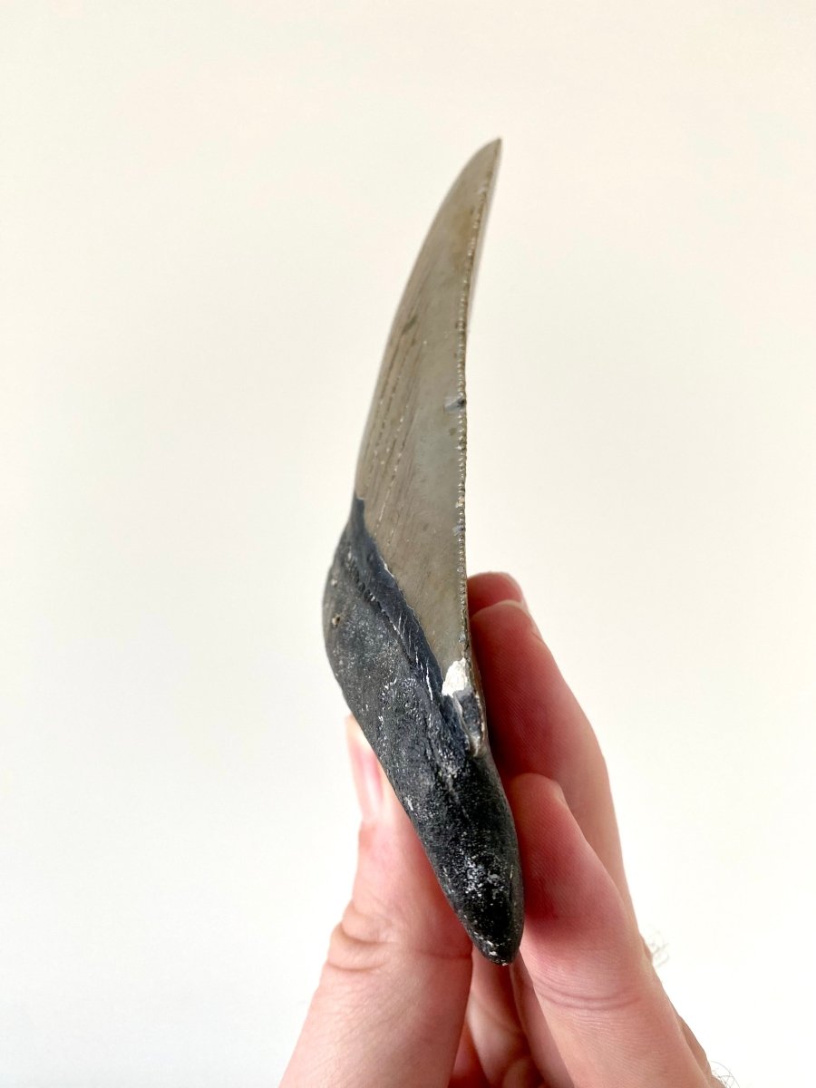 4.58" Megalodon tooth fossil from USA - FossilsAndMore